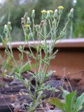 Senecio viscosus