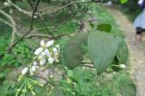 genus Citrus. Цветки и листья. Южный Китай, Гуанси-Чжуанский автономный р-н, окр. г. Яншо, огород. 06.04.2015.