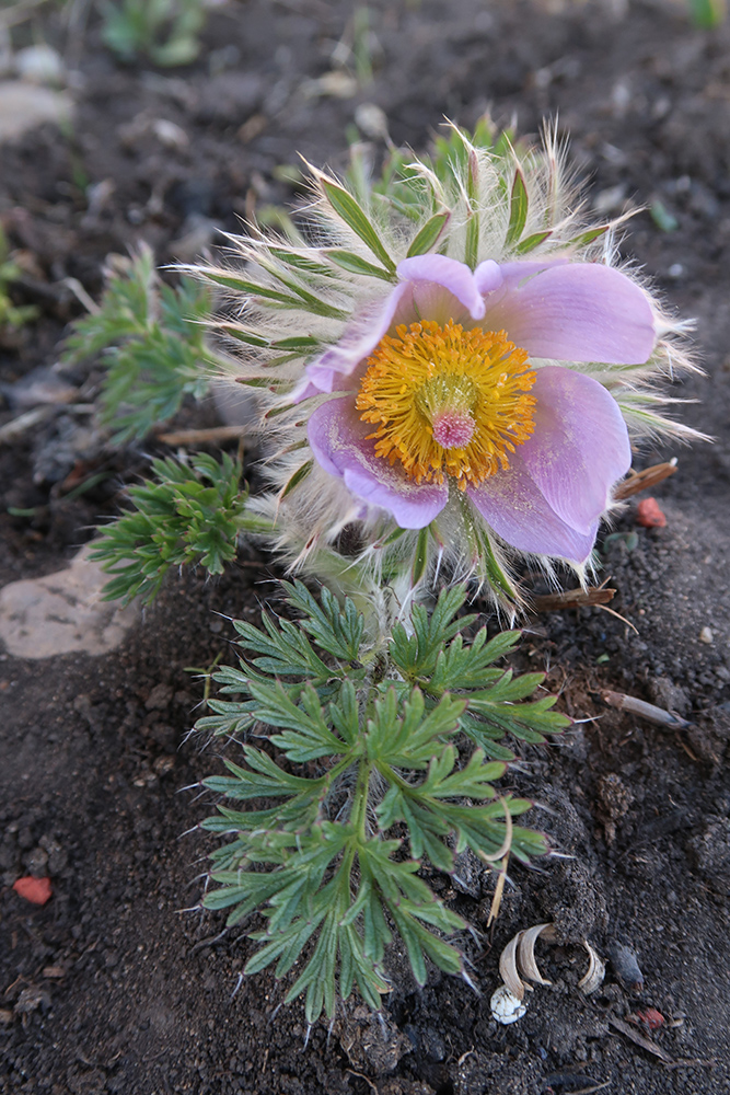 Image of Pulsatilla turczaninovii specimen.