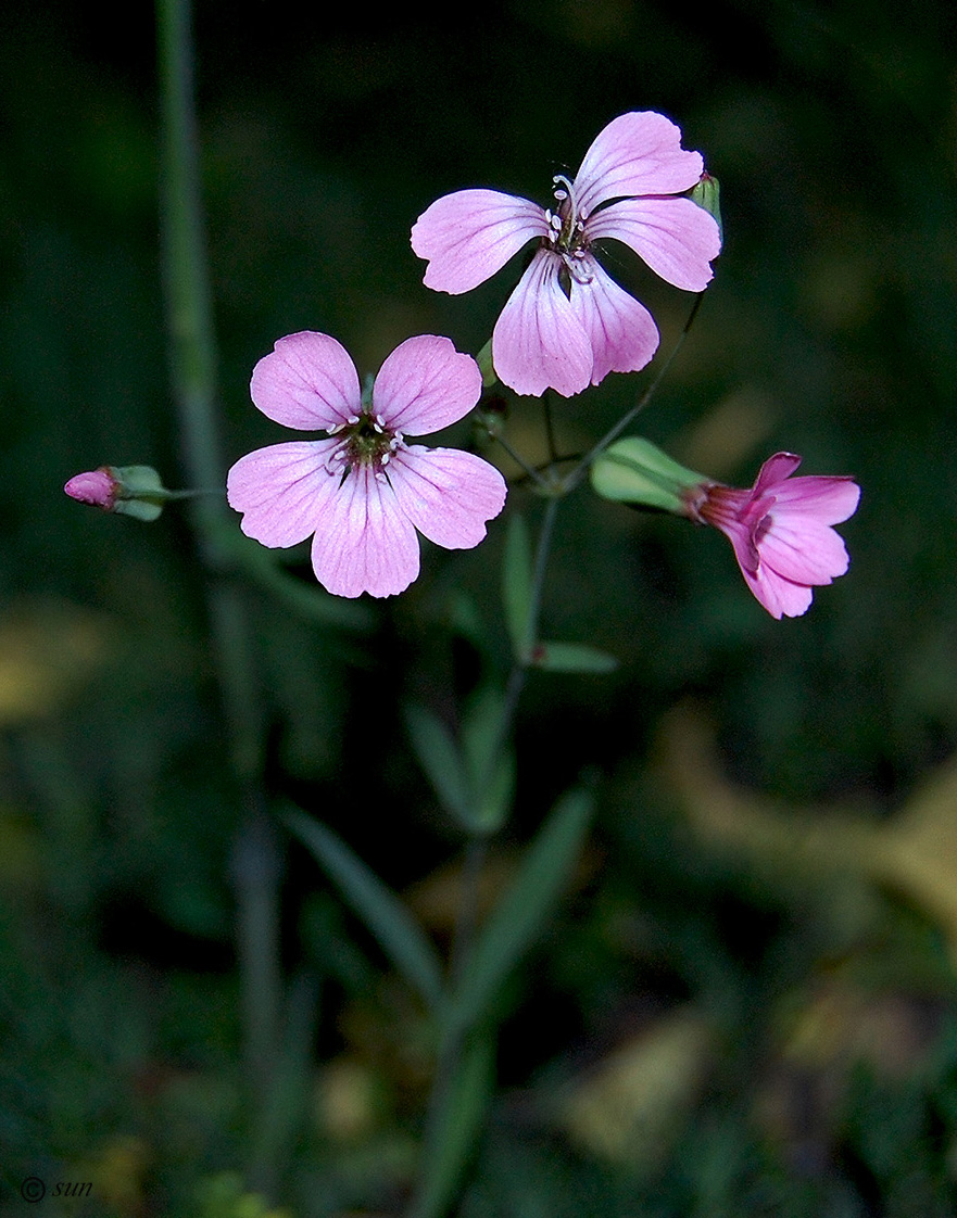 Image of Vaccaria hispanica specimen.