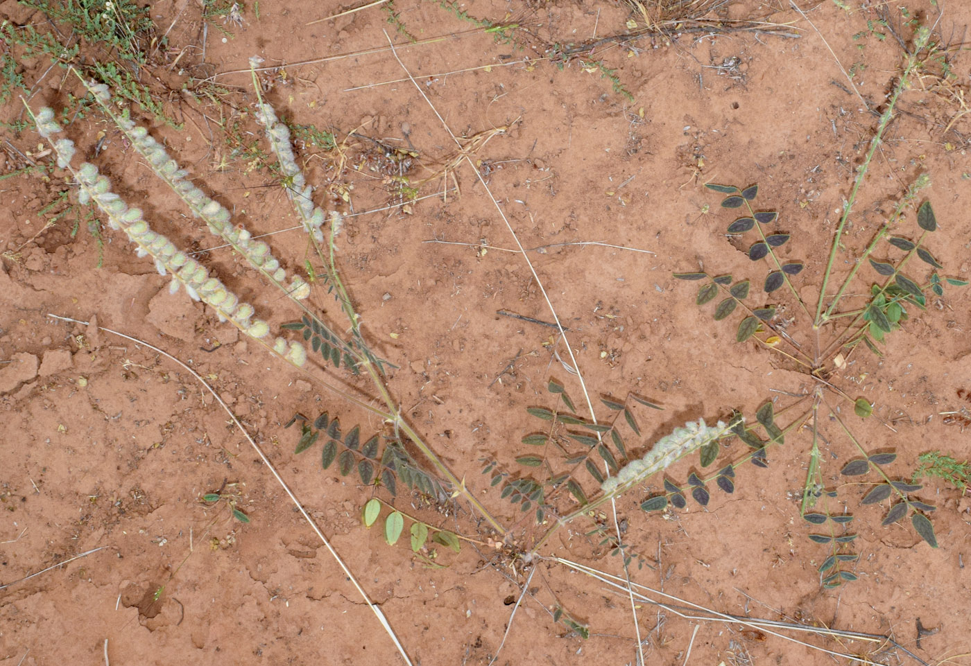 Image of Onobrychis chorassanica specimen.