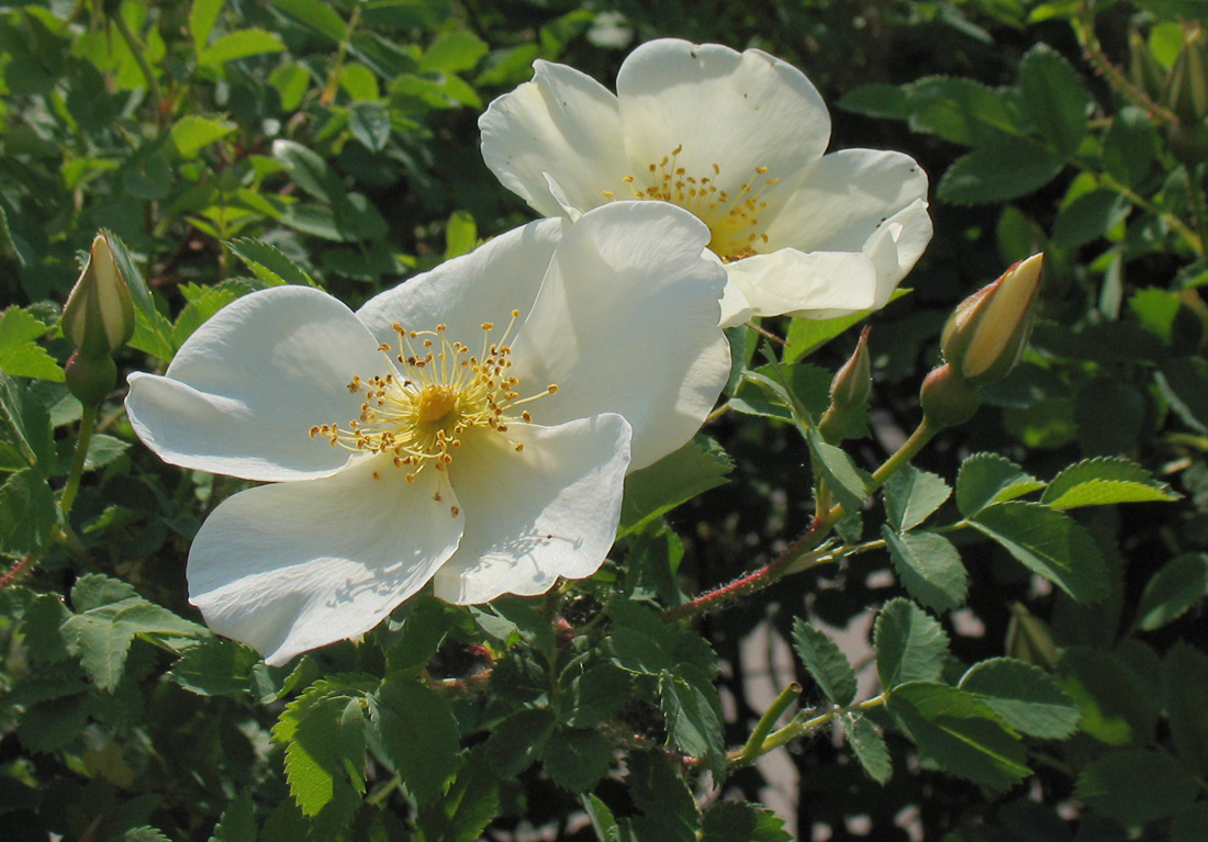 Image of Rosa spinosissima specimen.