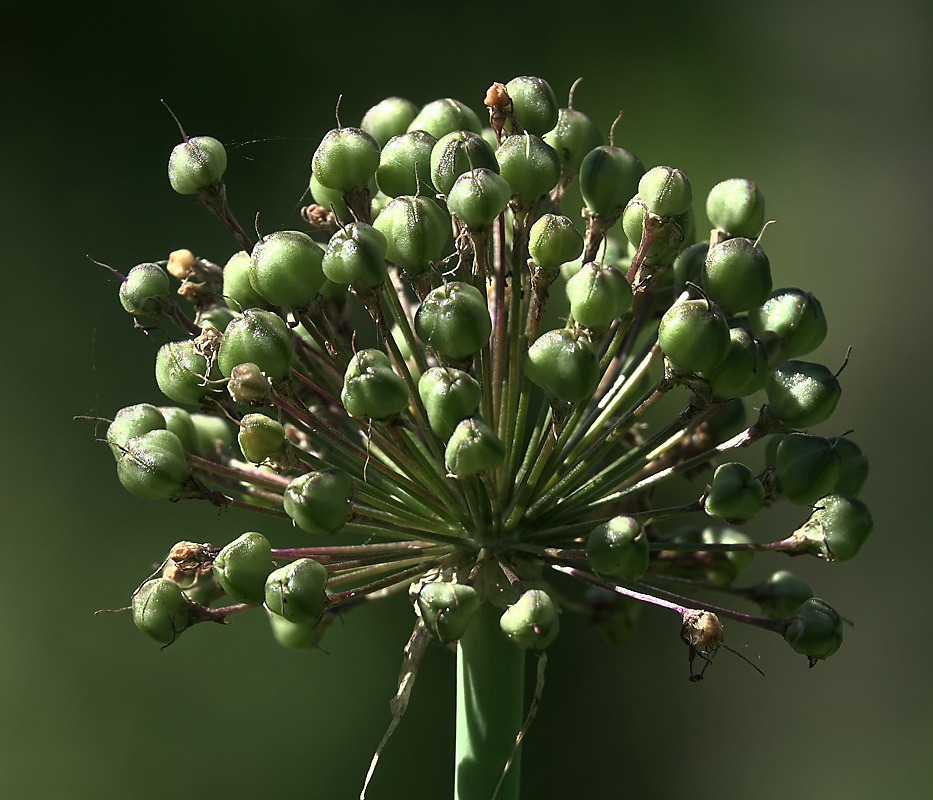Image of genus Allium specimen.