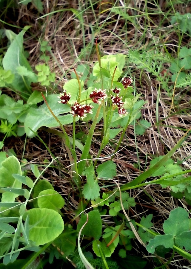 Image of Luzula multiflora specimen.