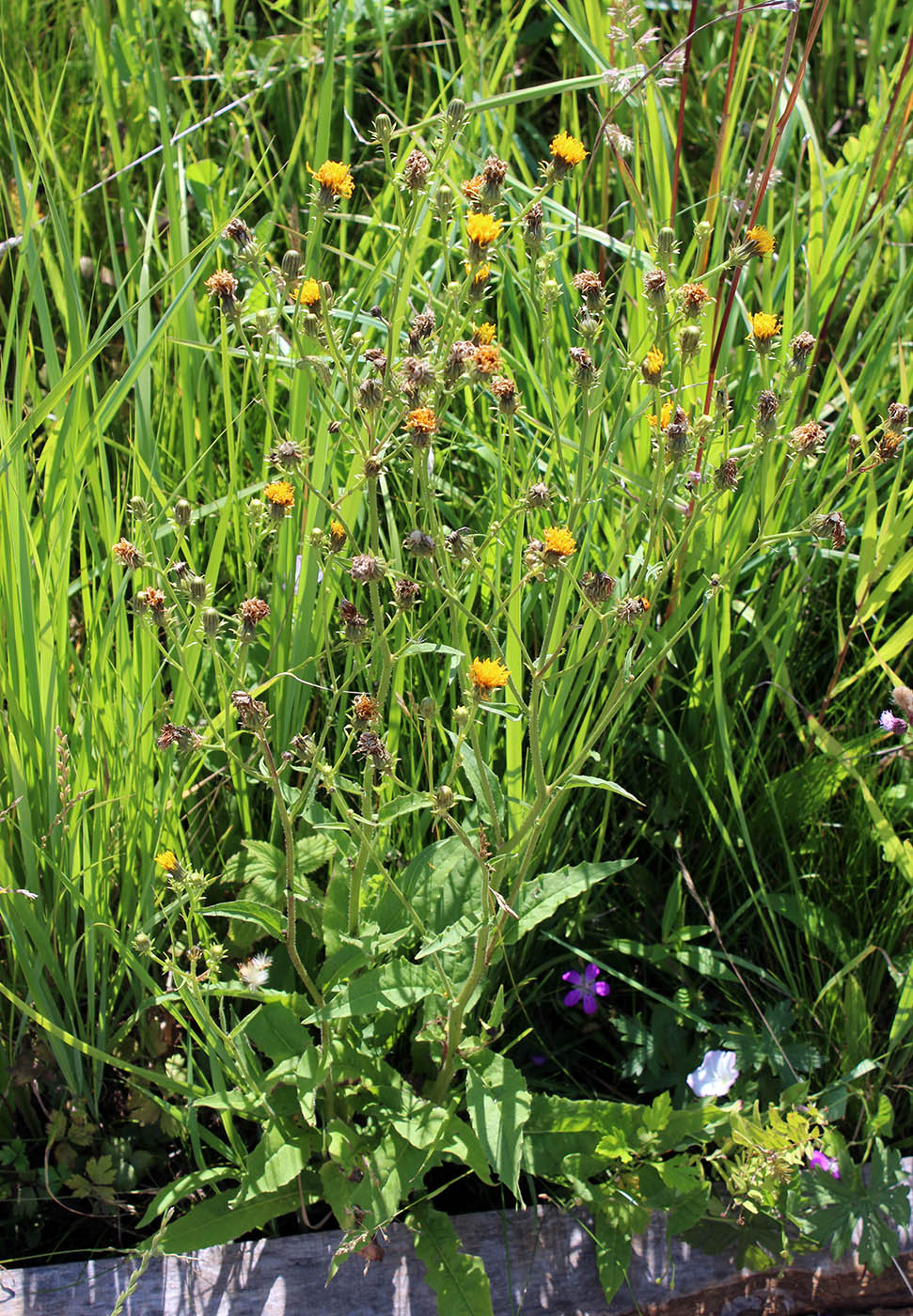 Image of Picris hieracioides specimen.