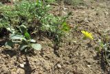 Crepis pulchra