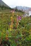 Hedysarum arcticum