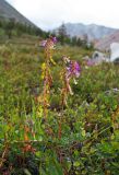 Hedysarum arcticum. Плодоносящее растение. Республика Саха (Якутия), Момский р-н, горная система Черского, хр. Улахан-Чистай, высокогорный массив Буордах, окр. оз. Кытын-Кюэль. 21.07.2012.