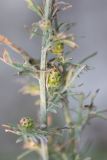 genus Centaurea
