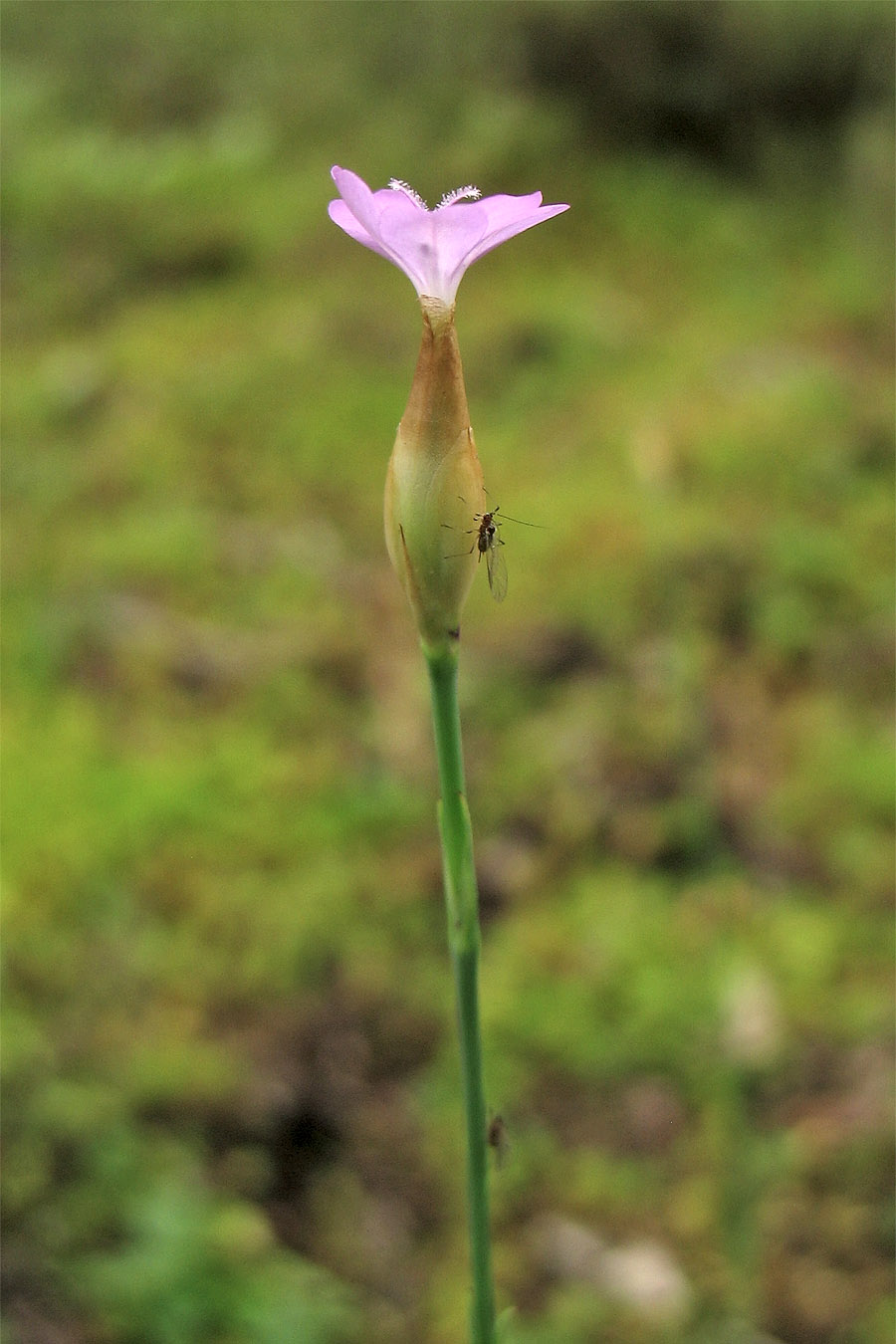 Изображение особи Petrorhagia prolifera.