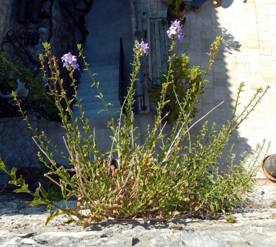 Изображение особи Campanula pyramidalis.