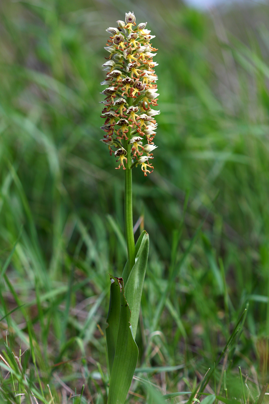 Image of Orchis &times; calliantha specimen.