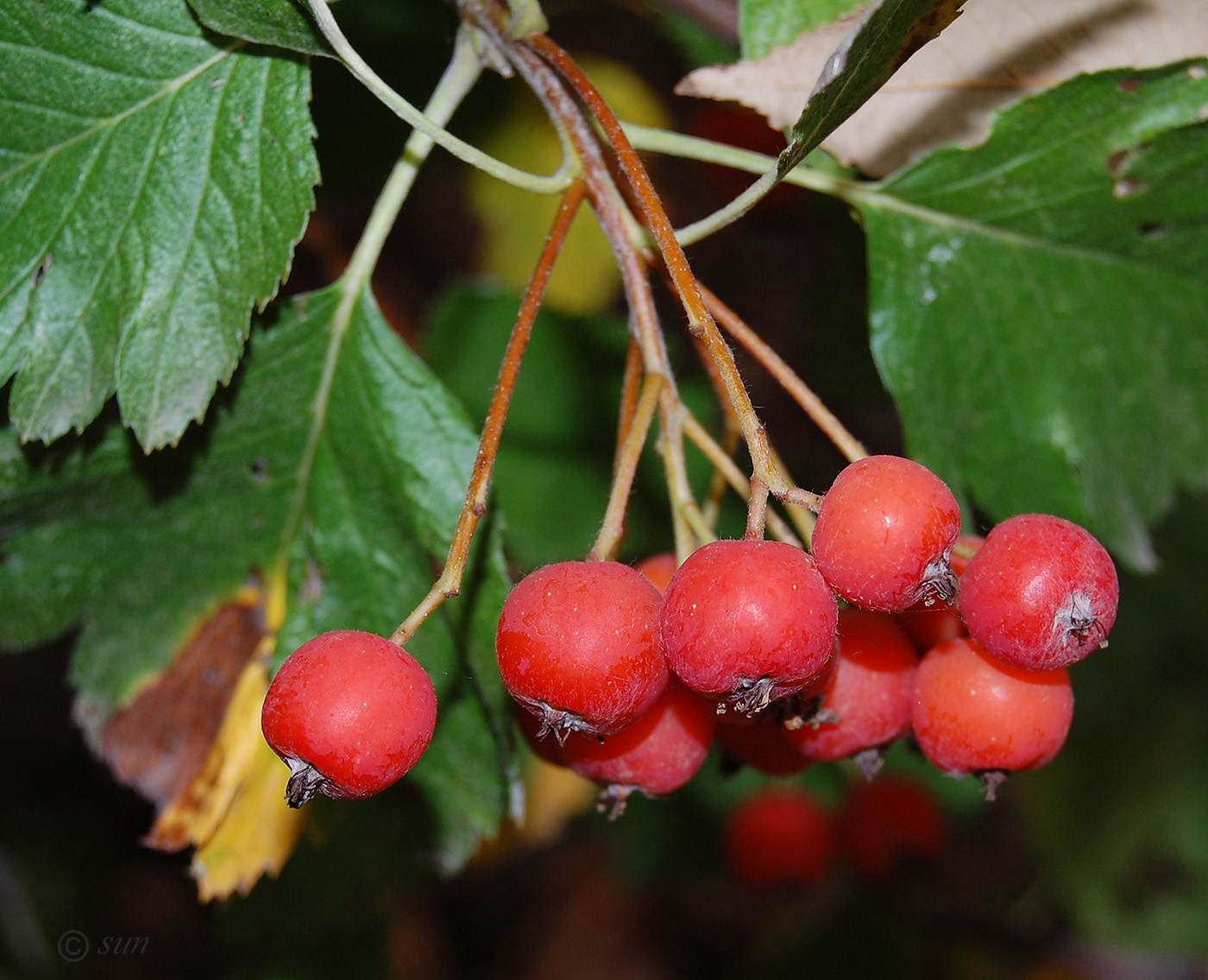 Изображение особи Sorbus intermedia.