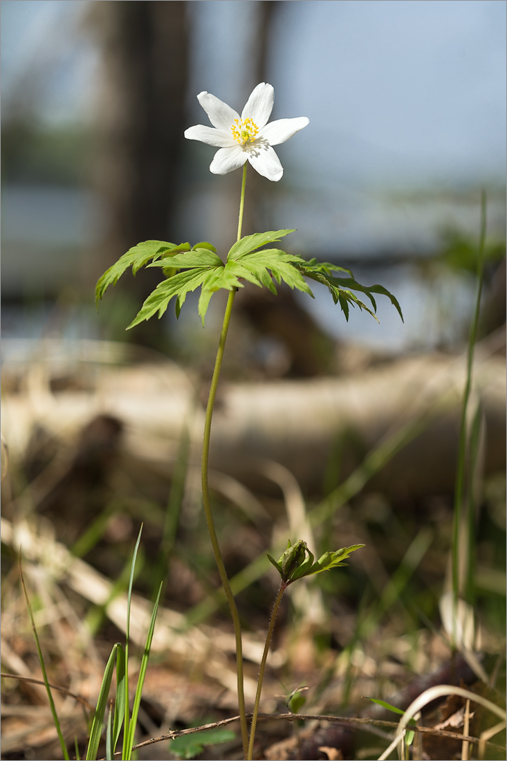 Изображение особи Anemone nemorosa.