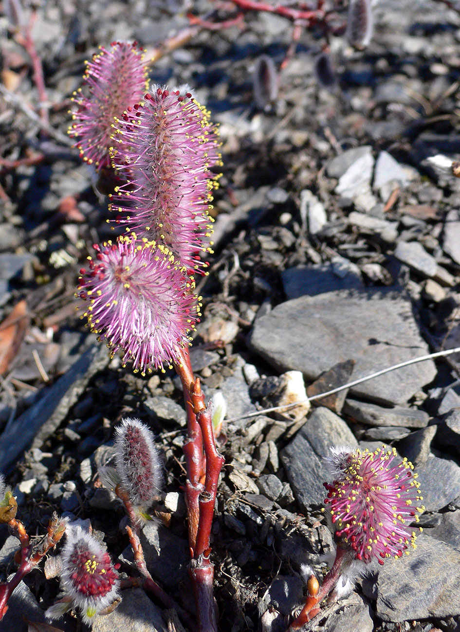 Image of genus Salix specimen.