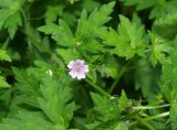 Geranium sibiricum. Цветок и листья. Московская обл., Раменский р-н, пос. Ильинский, на улице. 27.07.2018.