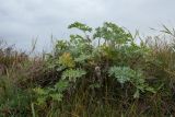 Artemisia absinthium. Вегетирующее растение. Санкт-Петербург, Кронштадтский р-н; о-в Котлин, форт \"Шанец\", гребень земляного вала над пороховым погребом, выкашиваемый луг. 21.10.2018.