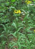 Erysimum aureum