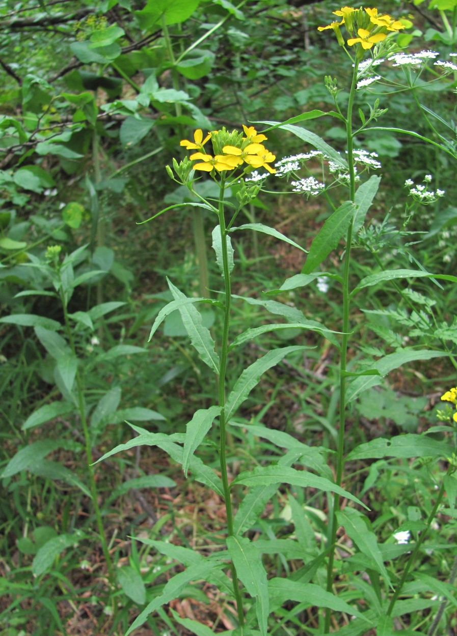 Image of Erysimum aureum specimen.