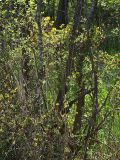 Rhododendron luteum