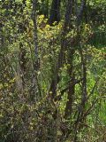 Rhododendron luteum. Растение с бутонами и сухими раскрывшимися прошлогодними плодами в затопленном лесу. Северная Осетия, север Осетинской равнины, пойма р. Курентедон. 08.05.2010.