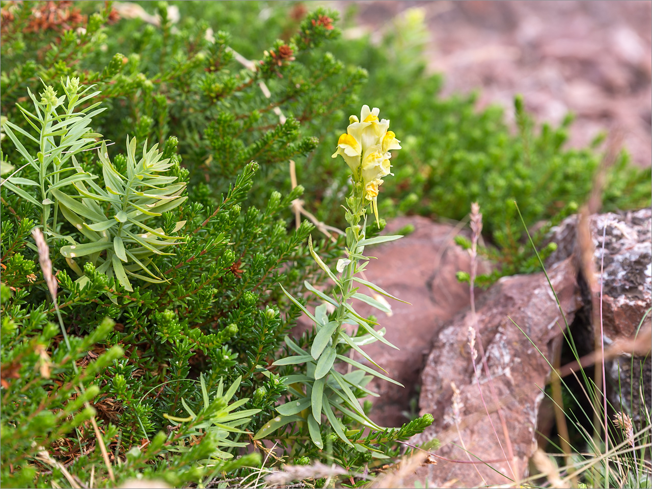 Изображение особи Linaria vulgaris.