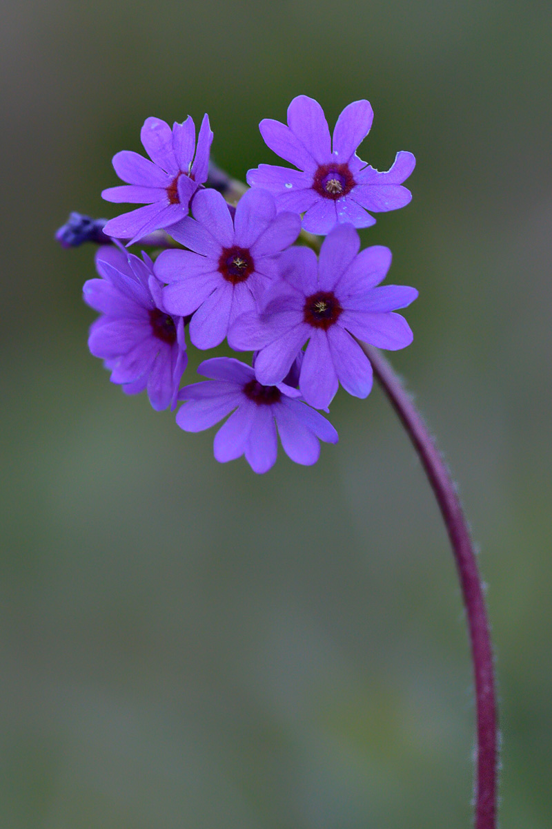 Изображение особи Primula kaufmanniana.