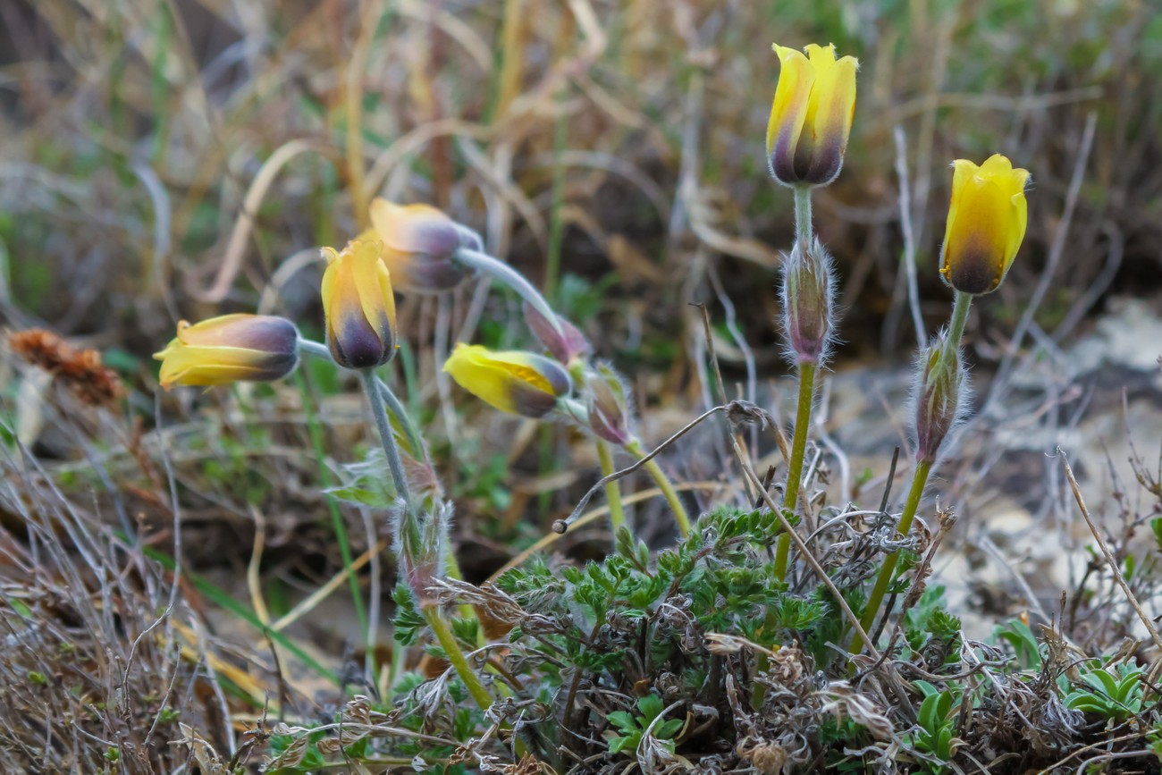 Изображение особи Pulsatilla albana.