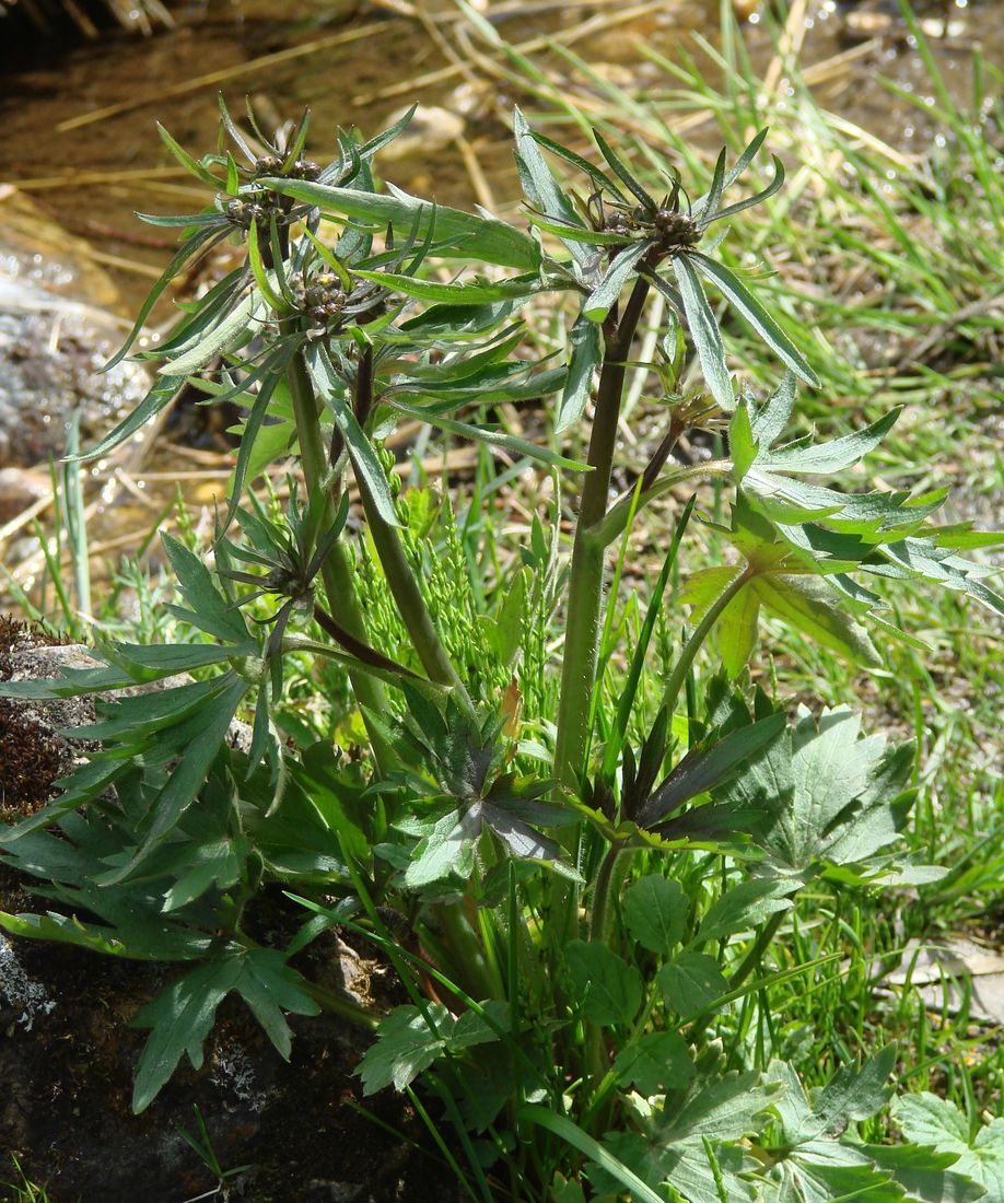 Image of genus Ranunculus specimen.