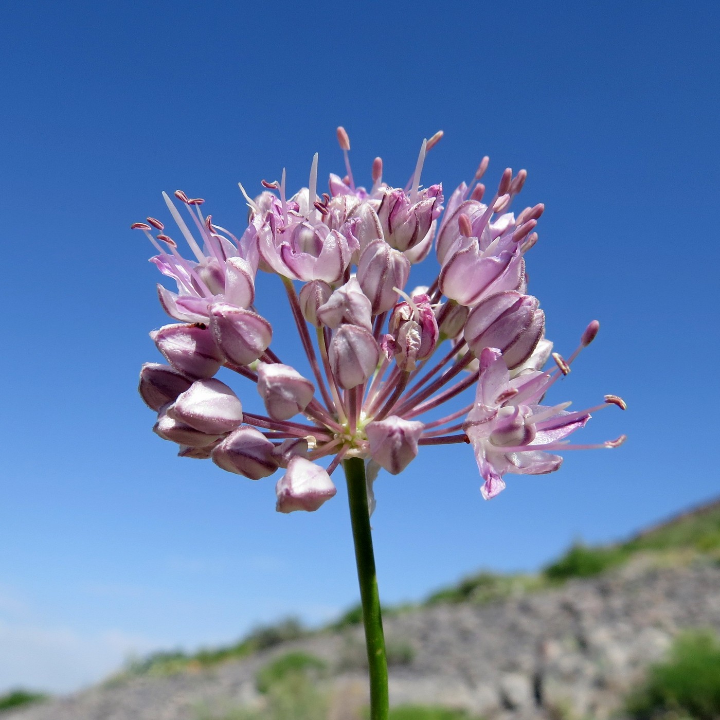 Image of Allium oreoprasoides specimen.