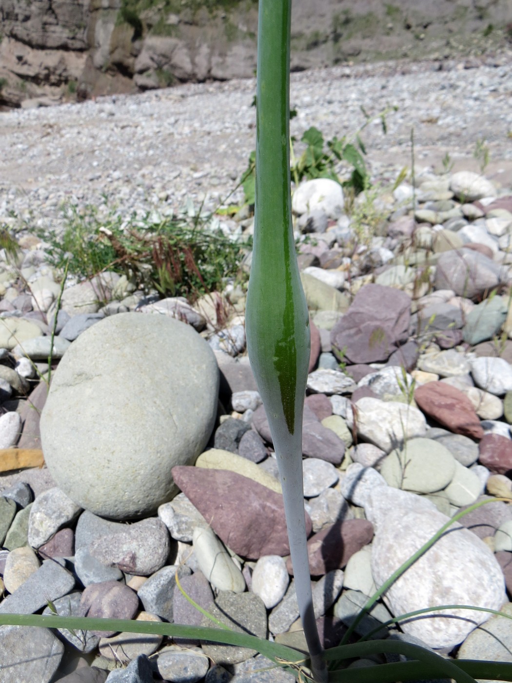 Image of Allium oschaninii specimen.