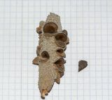 Image of taxon representative. Author is Татьяна Мальчинская