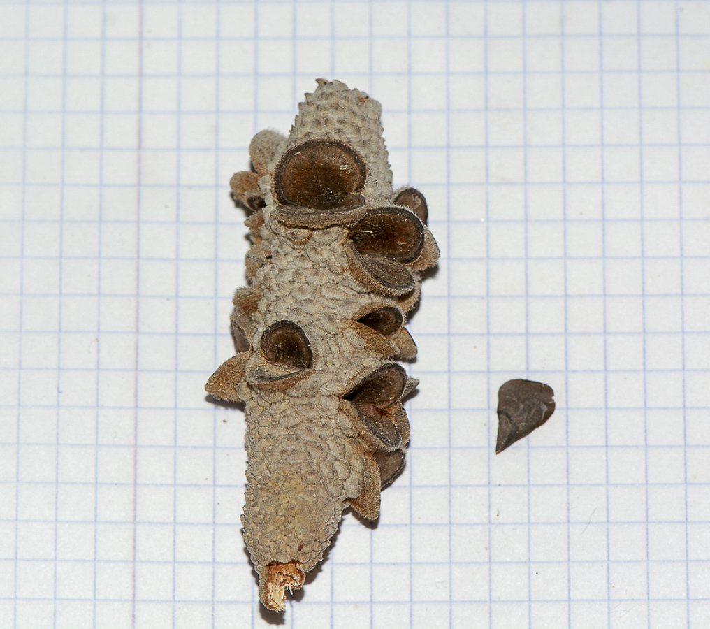 Image of Banksia integrifolia specimen.