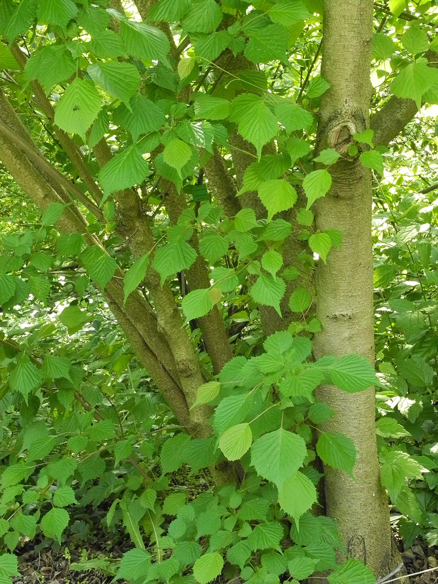 Изображение особи Euptelea polyandra.