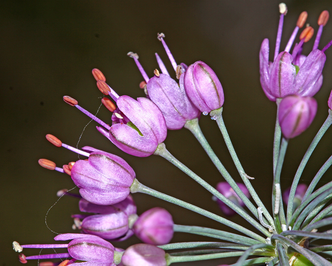 Изображение особи Allium sacculiferum.