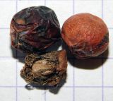 Image of taxon representative. Author is Анна Малыхина