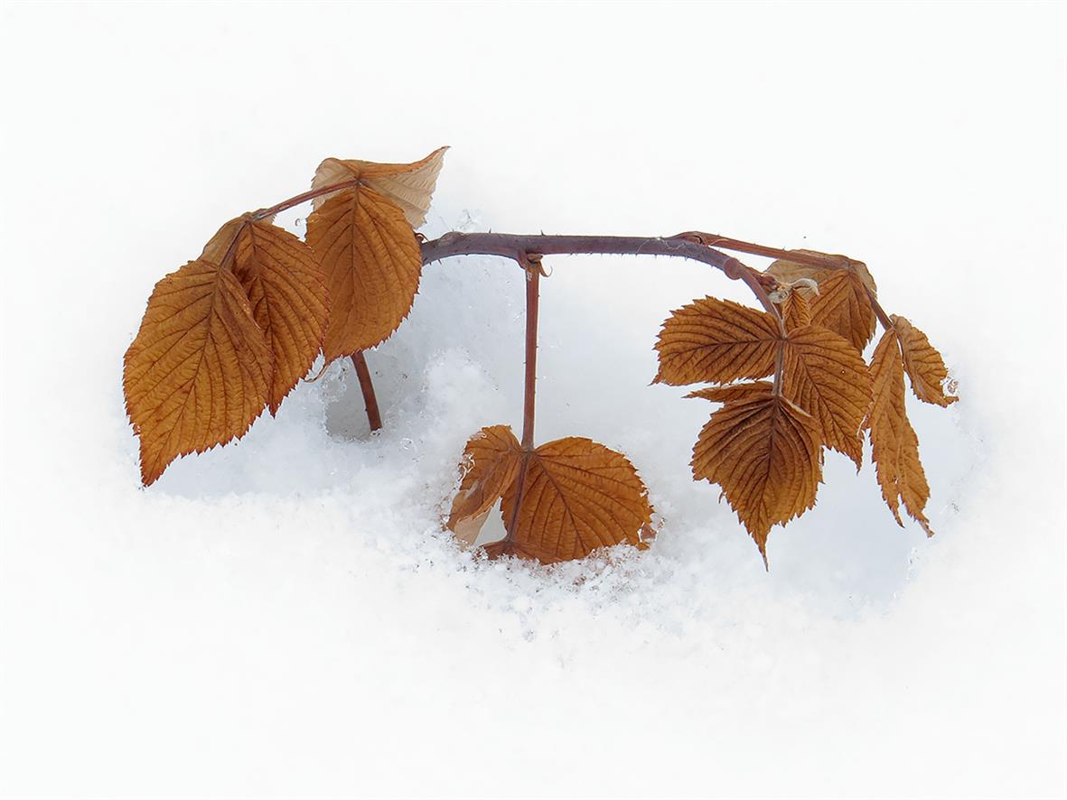 Image of Rubus idaeus specimen.