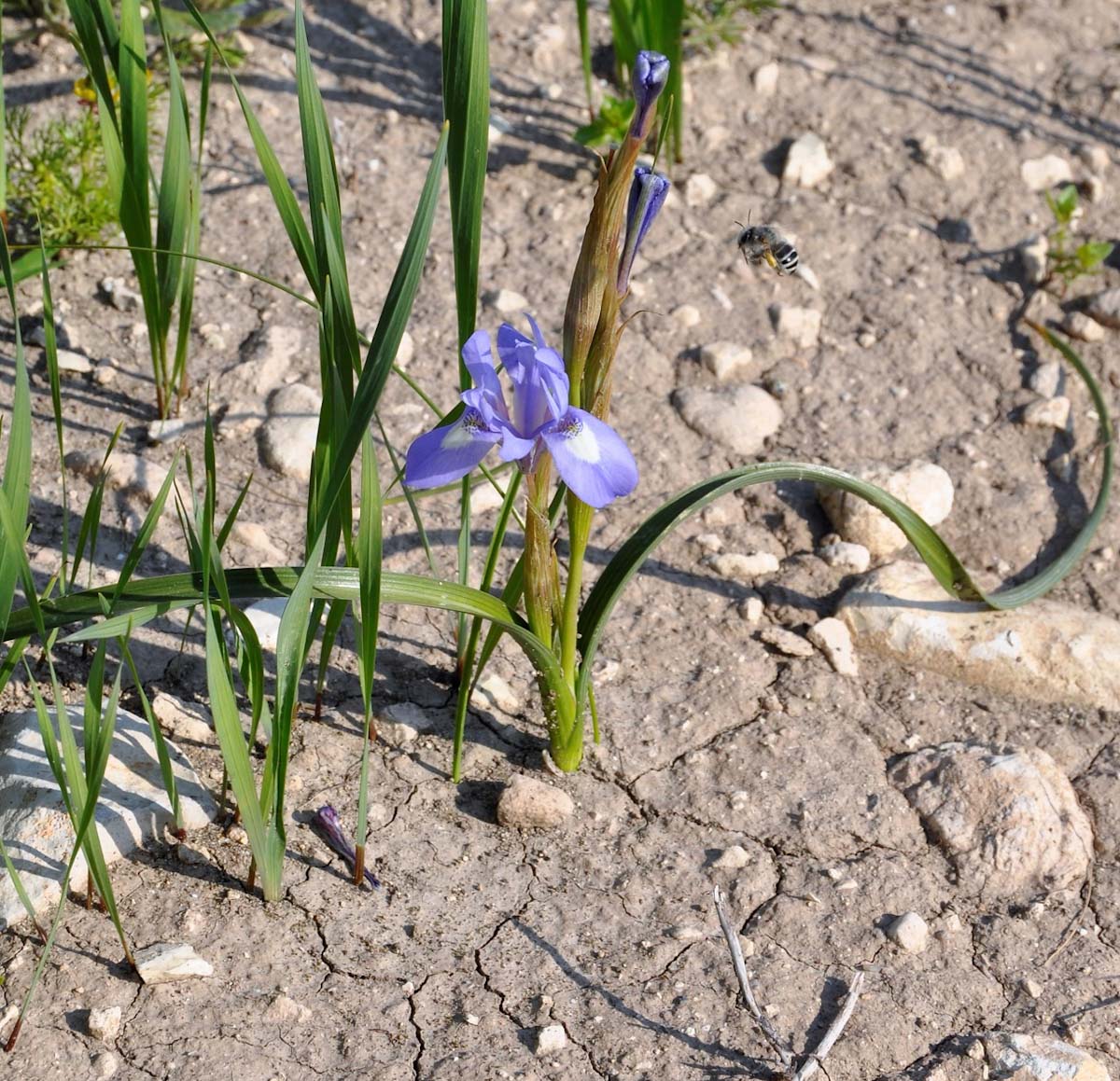 Image of Moraea sisyrinchium specimen.