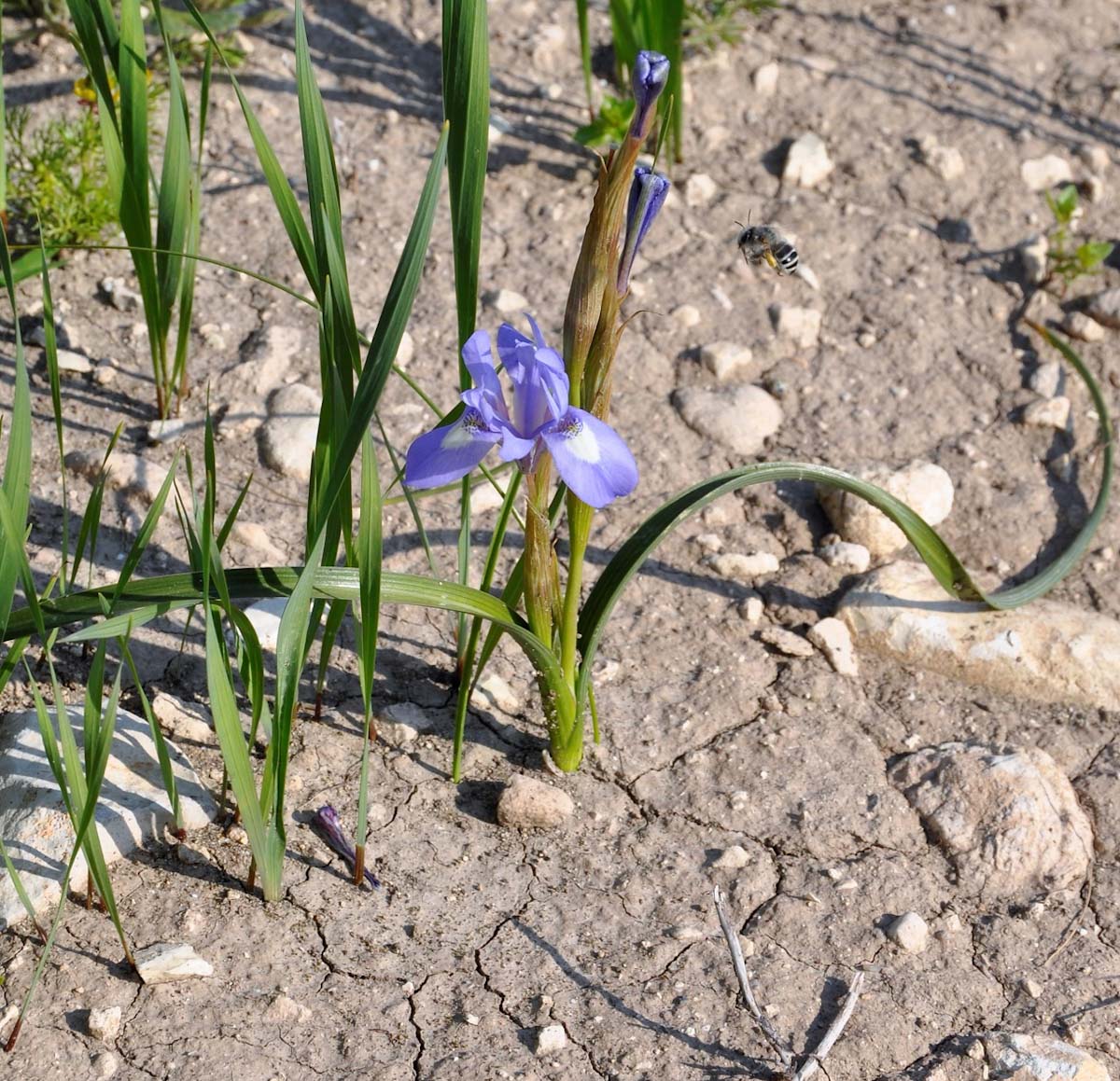 Изображение особи Moraea sisyrinchium.