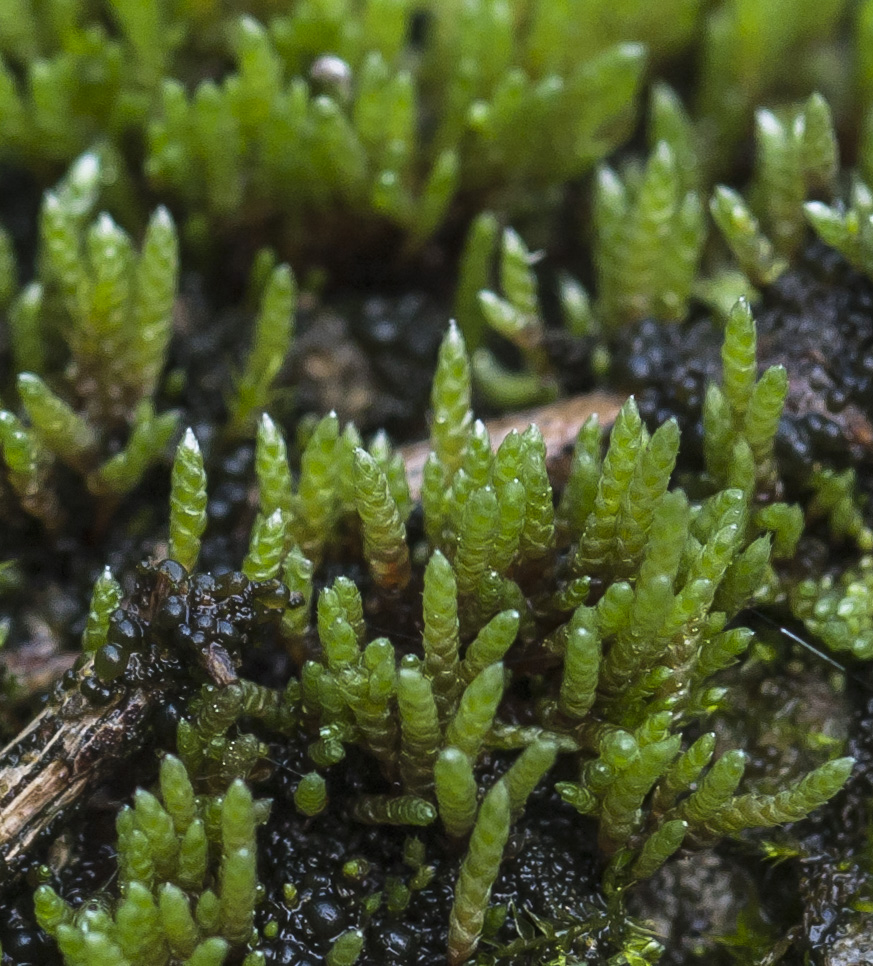 Изображение особи Bryum argenteum.