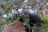 Peltigera leucophlebia