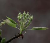 Pyrus communis