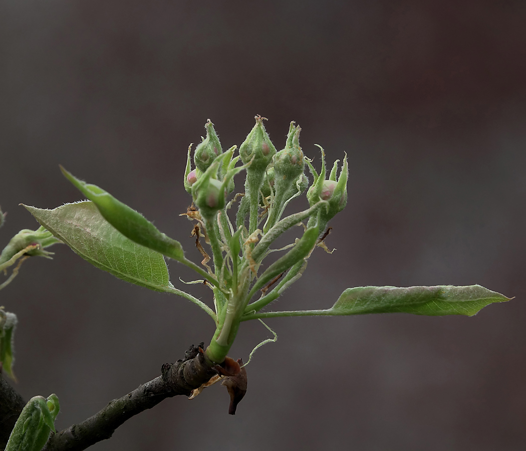 Image of Pyrus communis specimen.