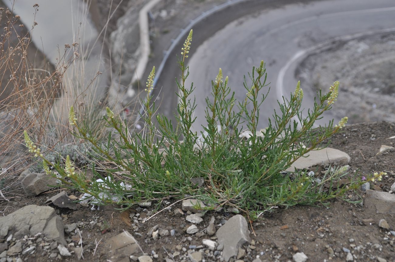 Image of genus Reseda specimen.