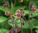 Geum rivale