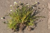 Sagina nodosa