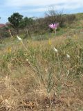 Xeranthemum annuum. Зацветающие растения. Дагестан, г/о Махачкала, гора Тарки-Тау, степной склон. 08.06.2019.