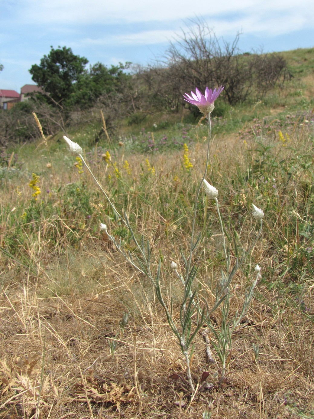 Image of Xeranthemum annuum specimen.