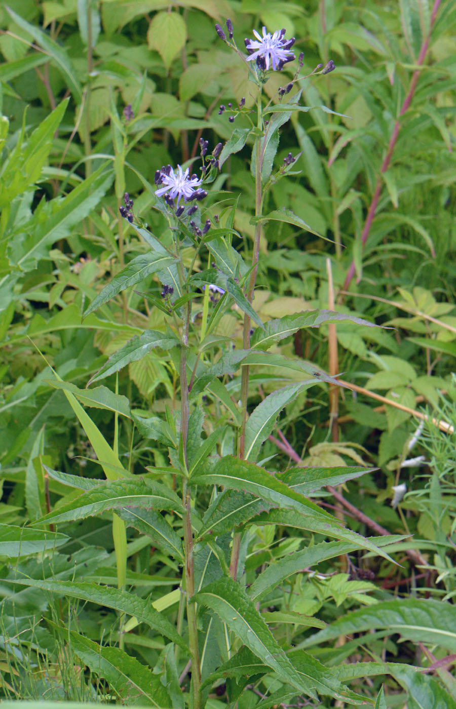 Изображение особи Lactuca sibirica.