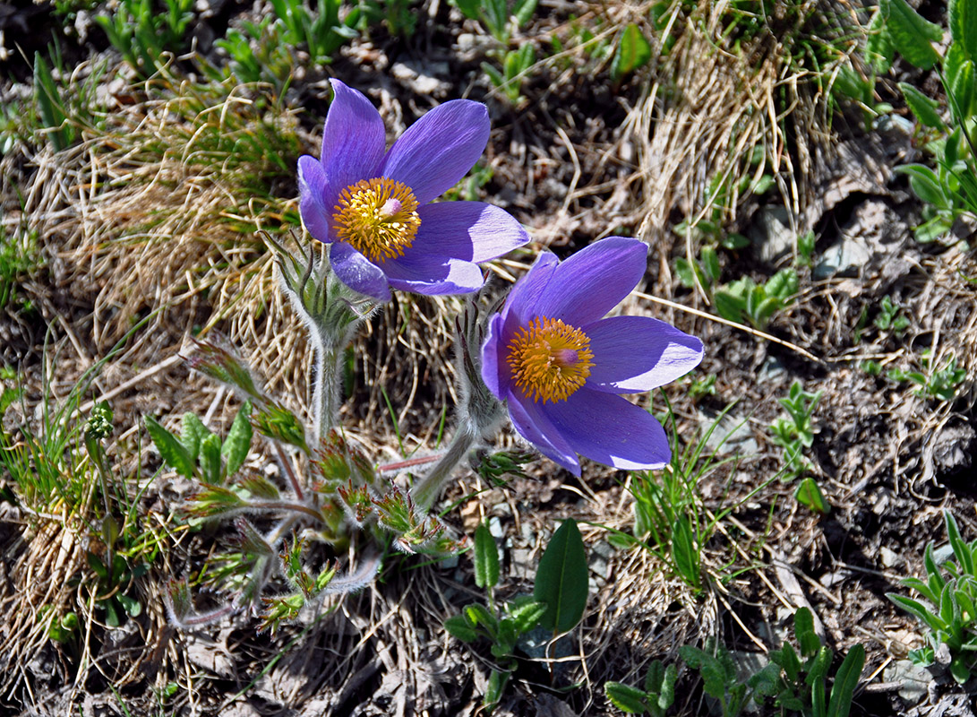 Изображение особи Pulsatilla multifida.